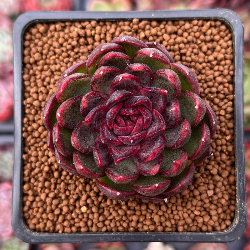 pink succulent rose Echeveria 'Rosa Pink' 1"-2" Succulent Plant