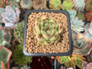 Echeveria 'Ebony' Hybrid 1" Succulent Plant