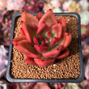 Echeveria Agavoides 'Rose Star' 2" Succulent Plant