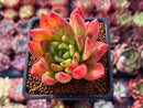Echeveria Agavoides 'Ferrari' 2" Succulent Plant