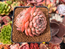 Echeveria 'Charlesrose' 2"-3" Succulent Plant