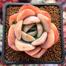 Echeveria 'Lemon Tree' 2" Succulent Plant