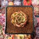 Echeveria sp. 1" Succulent Plant