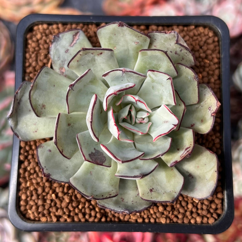 Echeveria 'Strictiflora' 2