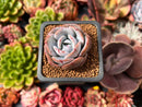 Echeveria 'Icy Purple' 2" Succulent Plant