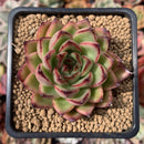 Echeveria Agavoides 'Toby' 2" Succulent Plant