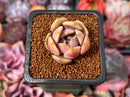 Echeveria 'Pastel Leon' 1" Succulent Plant