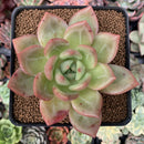 Echeveria 'White Champaign' 3" Succulent Plant