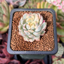 Echeveria 'Mebina' Variegated 1" Succulent Plant