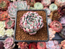 Echeveria 'Chihuahuaensis' 2" Succulent Plant