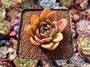 Echeveria 'Orange Champaign' 2" Succulent Plant