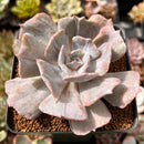 Echeveria 'Lilacina' Marble Variegated 2"-3" Succulent Plant