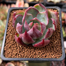 Echeveria 'Casio' Variegated 2" Succulent Plant