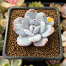 Echeveria 'Laui' 1" Powdery Succulent Plant