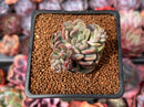 Echeveria 'Denteulajjaem' Variegated 1" Succulent Plant