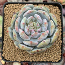 Echeveria 'Orange Monroe' 2"-3" Succulent Plant