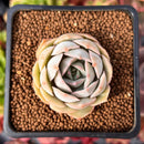 Echeveria 'Ensemble' 1" Succulent Plant