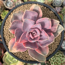 Echeveria 'Rainbow' Variegated 4" Succulent Plant