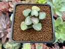Haworthia Maughanii sp. 1" Succulent Plant