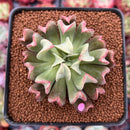 Echeveria 'Black Hawk' 2" Succulent Plant