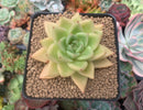 Echeveria Agavoides 'Narin' 3" Succulent Plant