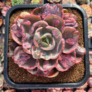 Echeveria 'Beyonce' Variegated 4"-5" Extra Large Succulent Plant