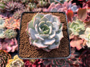 Echeveria 'Lehman' 3" Powdery Succulent Plant