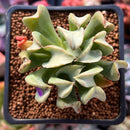 Echeveria 'Black Hawk' 2" Succulent Plant
