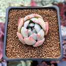 Echeveria 'Fairy Wings' 1" Air Magic Hybrid Succulent Plant