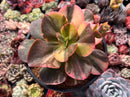 Echeveria 'Primadonna' Variegated 4" Succulent Plant