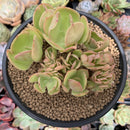 Echeveria 'Pallida' Crested 3"-4" Succulent Plant