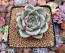 Echeveria Agavoides 'Shallot' 2"-3" Succulent Plant