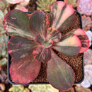 Echeveria 'Primadonna' Variegated 2"-3" Succulent Plant