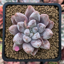Echeveria 'Tolimanensis' 2"-3" Selected Clone Succulent Plant