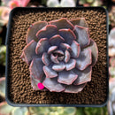 Echeveria 'White Kisses' 2" Succulent Plant