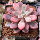 Echeveria 'Polari Heart' 2" Succulent Plant