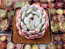 Echeveria 'Orange Monroe' 3" Powdery Succulent Plant