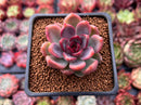 Echeveria 'Black Rose' Hybrid 1"-2" Succulent Plant