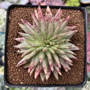 Echeveria Agavoides 'Early Morning Star' Crested 2" Succulent Plant
