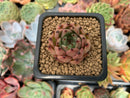 Echeveria Agavoides 'Red tips' 1" Succulent Plant