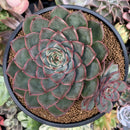 Echeveria 'Mosan' 4" New Hybrid Succulent Plant