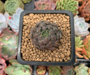 Echeveria 'Scorpio' 1" Small Succulent Plant