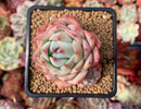 Echeveria 'Prism' 2" Succulent Plant