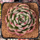 Echeveria 'Monroe Chanel' 3" Succulent Plant