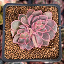 Echeveria 'Magic Savannah' 1" Succulent Plant