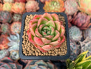 Echeveria Agavoides 'Chalstone' 2" Succulent Plant