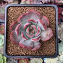 Echeveria Agavoides 'Glam Pink' 2" Succulent Plant