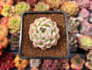 Echeveria 'Snowmint' 2" New Hybrid Succulent Plant
