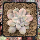 Quetzalcoatlia 'Pentandra Superba' Variegated 2" Succulent Plant (Formerly Graptopetalum 'Pentandrum Superbum' Variegated)