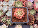 Echeveria 'Pink Top' 1" Succulent Plant